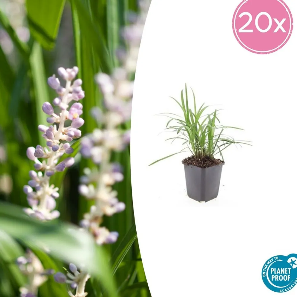 La Green Touch - Ophiopogon - herbe aux turquoises 'moneymaker' x40 – entre 2,5 et 3,33m2 Online