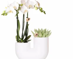 La Green Touch - Orchidée amabilis et succulente en pot décoratif blanc Outlet