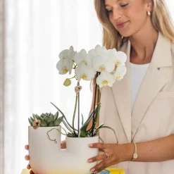 La Green Touch - Orchidée amabilis et succulente en pot décoratif blanc Outlet