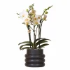 La Green Touch Plantes Vertes | - Orchidée blanche et son pot noir - hauteur 35cm