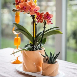 La Green Touch - Orchidée corail et succulente avec cache-pot pêche sur plateau blanc Online