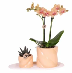 La Green Touch - Orchidée corail et succulente avec cache-pot pêche sur plateau blanc Online