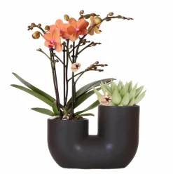 La Green Touch - Orchidée et succulent en pot noir design Online