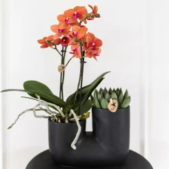 La Green Touch - Orchidée et succulent en pot noir design Online