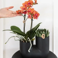 La Green Touch - Orchidée et succulent en pot noir design Online