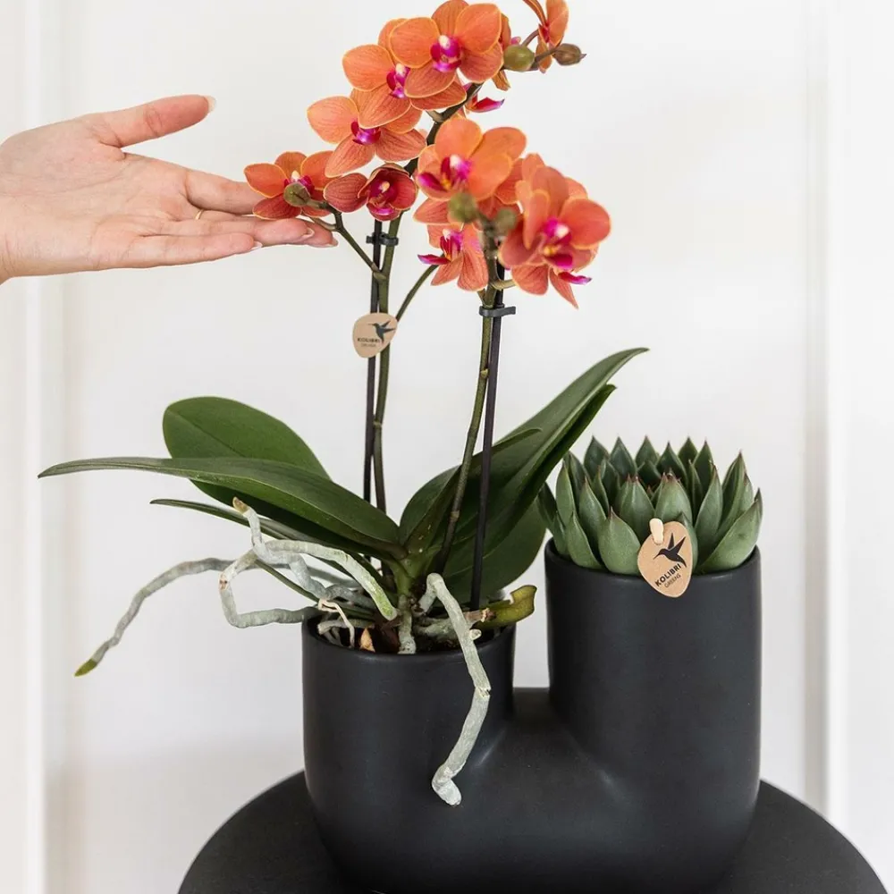 La Green Touch - Orchidée et succulent en pot noir design Online