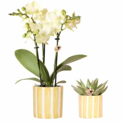 La Green Touch - Orchidée phalaenopsis & echeveria en pot rayé decoratif Hot