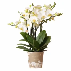 La Green Touch - Orchidée phalaenopsis blanche | lausanne | plante d'intérieur cm - plante d'intérieur Online
