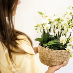 La Green Touch - Orchidée phalaenopsis blanche | lausanne | plante d'intérieur cm - plante d'intérieur Online