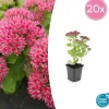 La Green Touch - Orpin 'herbstfreude' x20 – entre 1,25 et 1,67m2 Discount