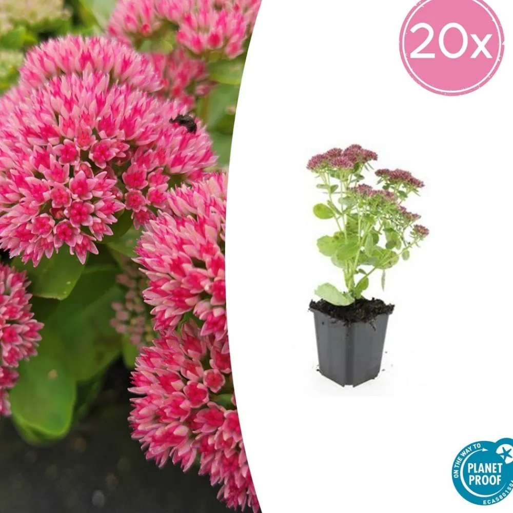 La Green Touch - Orpin 'herbstfreude' x20 – entre 1,25 et 1,67m2 Discount