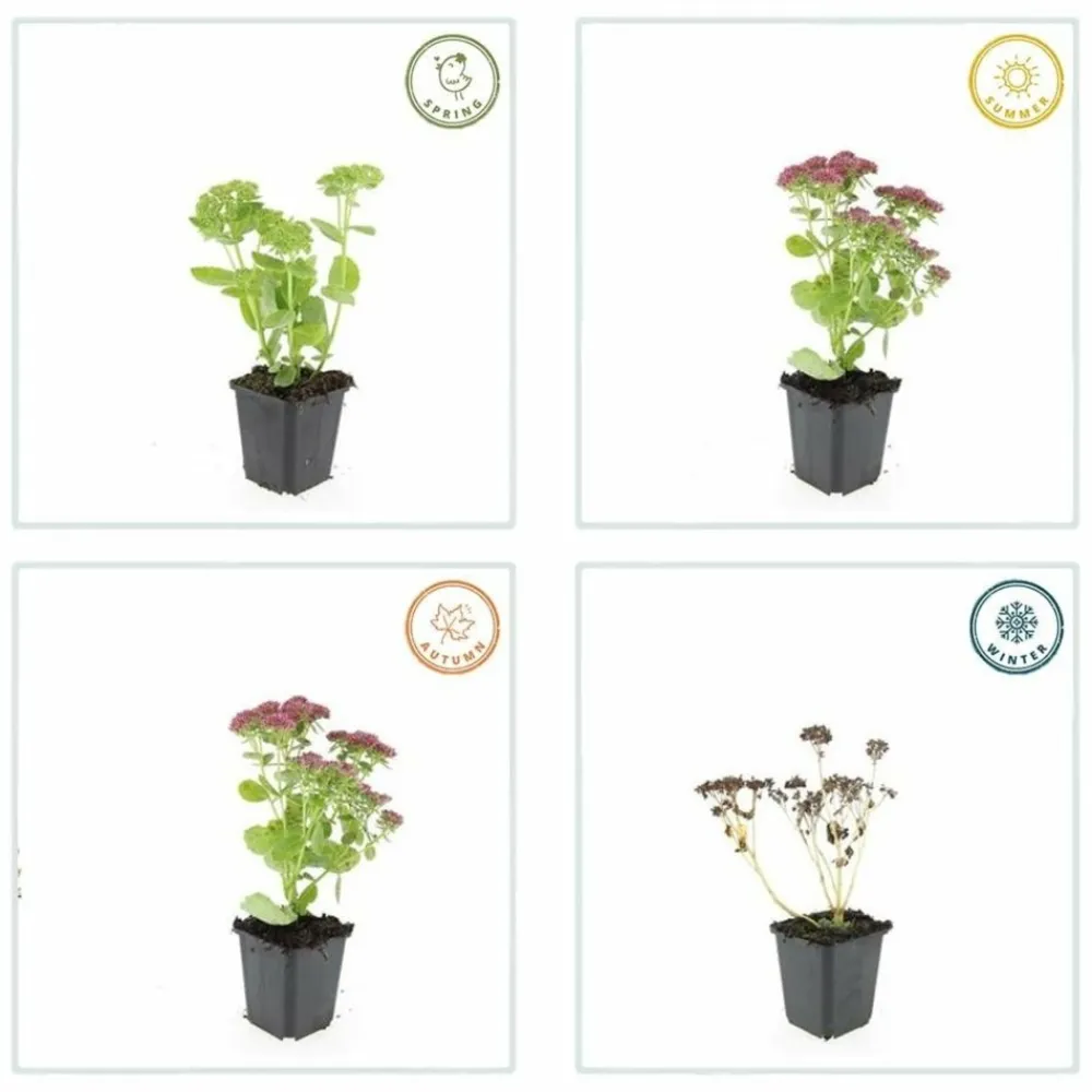 La Green Touch - Orpin 'herbstfreude' x20 – entre 1,25 et 1,67m2 Discount