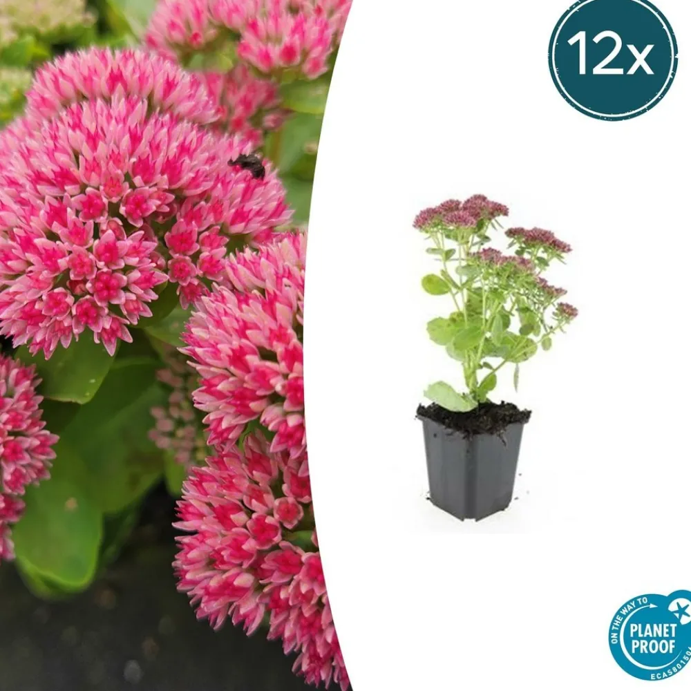 La Green Touch - Orpin 'herbstfreude' x20 – entre 1,25 et 1,67m2 Discount