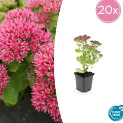 La Green Touch - Orpin 'herbstfreude' x20 – entre 1,25 et 1,67m2 Discount