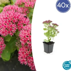 La Green Touch - Orpin 'herbstfreude' x40 – entre 2,5 et 3,33m2 Discount