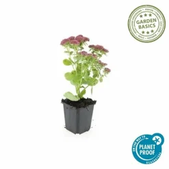 La Green Touch - Orpin 'herbstfreude' x40 – entre 2,5 et 3,33m2 Discount
