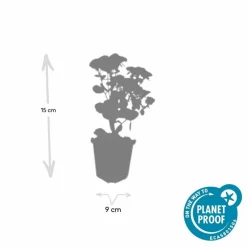 La Green Touch - Orpin 'herbstfreude' x40 – entre 2,5 et 3,33m2 Discount