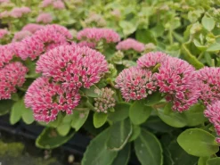 La Green Touch - Orpin 'herbstfreude' x40 – entre 2,5 et 3,33m2 Discount