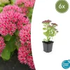 La Green Touch Plantes Vivaces | - Orpin 'herbstfreude' x6 – entre 0,38 et 0,5m2
