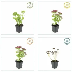 La Green Touch Plantes Vivaces | - Orpin 'herbstfreude' x6 – entre 0,38 et 0,5m2
