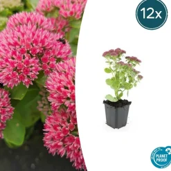 La Green Touch Plantes Vivaces | - Orpin 'herbstfreude' x6 – entre 0,38 et 0,5m2