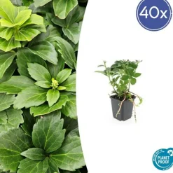 La Green Touch - Pachysandre du japon x40 – entre 2,5 et 3,33m2 Sale
