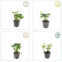 La Green Touch - Pachysandre du japon x40 – entre 2,5 et 3,33m2 Sale