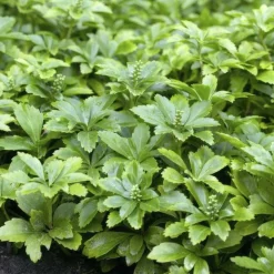 La Green Touch - Pachysandre du japon 'green carpet' x20 – entre 1,25 et 1,67m2