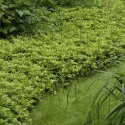 La Green Touch - Pachysandre du japon 'green carpet' x20 – entre 1,25 et 1,67m2