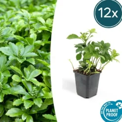 La Green Touch - Pachysandre du japon 'green carpet' x20 – entre 1,25 et 1,67m2