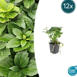La Green Touch - Pachysandre du japon x12 – entre 0,75 et 1m2 Clearance