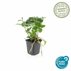La Green Touch - Pachysandre du japon x12 – entre 0,75 et 1m2 Clearance