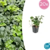 La Green Touch - Pachysandre du japon 'green sheen' x20 – entre 1,25 et 1,67m2 Discount