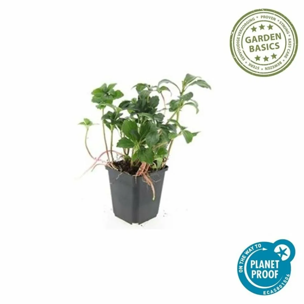 La Green Touch - Pachysandre du japon 'green sheen' x20 – entre 1,25 et 1,67m2 Discount