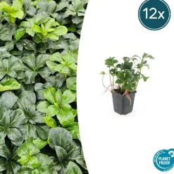 La Green Touch - Pachysandre du japon 'green sheen' x20 – entre 1,25 et 1,67m2 Discount