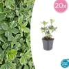 La Green Touch - Pachysandre du japon 'variegata' x20 – entre 1,25 et 1,67m2 Online