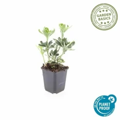La Green Touch - Pachysandre du japon 'variegata' x20 – entre 1,25 et 1,67m2 Online
