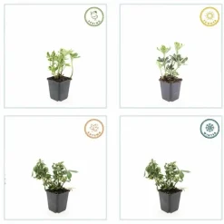 La Green Touch - Pachysandre du japon 'variegata' x20 – entre 1,25 et 1,67m2 Online