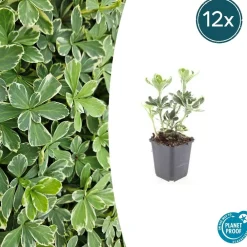 La Green Touch - Pachysandre du japon 'variegata' x20 – entre 1,25 et 1,67m2 Online