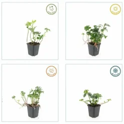 La Green Touch - Pachysandre du japon 'green sheen' x40 – entre 2,5 et 3,33m2 Online
