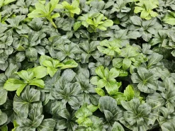 La Green Touch - Pachysandre du japon 'green sheen' x40 – entre 2,5 et 3,33m2 Online