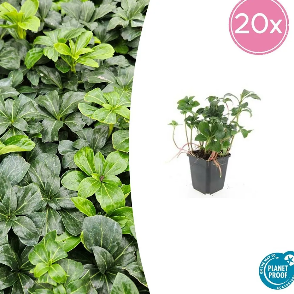 La Green Touch - Pachysandre du japon 'green sheen' x40 – entre 2,5 et 3,33m2 Online