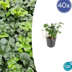 La Green Touch - Pachysandre du japon 'green sheen' x40 – entre 2,5 et 3,33m2 Online