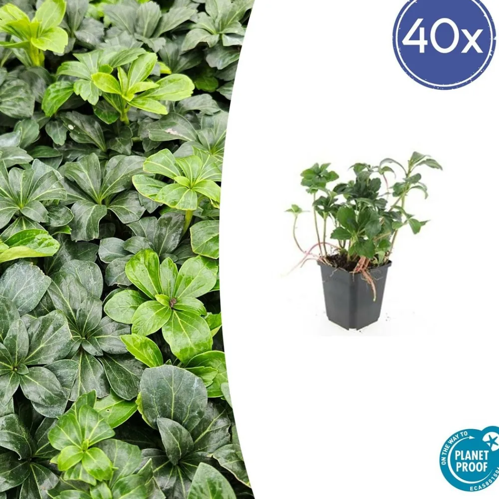 La Green Touch - Pachysandre du japon 'green sheen' x40 – entre 2,5 et 3,33m2 Online