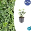 La Green Touch - Pachysandre du japon 'variegata' x40 – entre 2,5 et 3,33m2 Hot