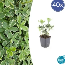 La Green Touch - Pachysandre du japon 'variegata' x40 – entre 2,5 et 3,33m2 Hot