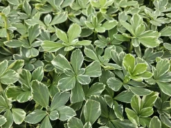 La Green Touch - Pachysandre du japon 'variegata' x40 – entre 2,5 et 3,33m2 Hot