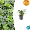 La Green Touch - Pachysandre du japon 'green sheen' x60 – entre 3,75 et 5m2 Clearance