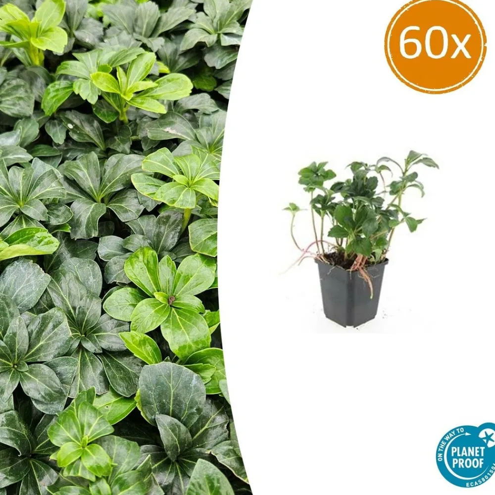 La Green Touch - Pachysandre du japon 'green sheen' x60 – entre 3,75 et 5m2 Clearance
