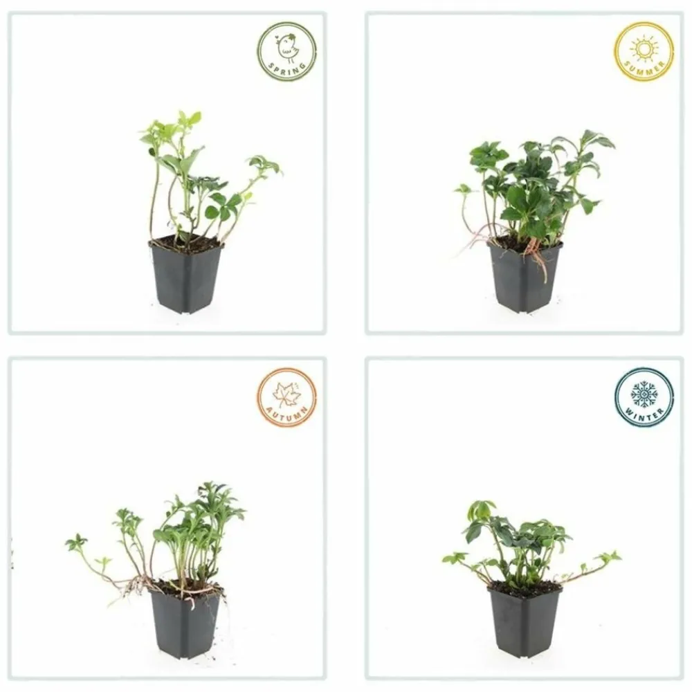 La Green Touch - Pachysandre du japon 'green sheen' x60 – entre 3,75 et 5m2 Clearance